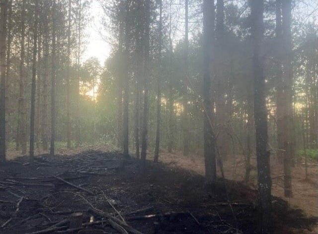 Wildfire risk in Cardinham Woods