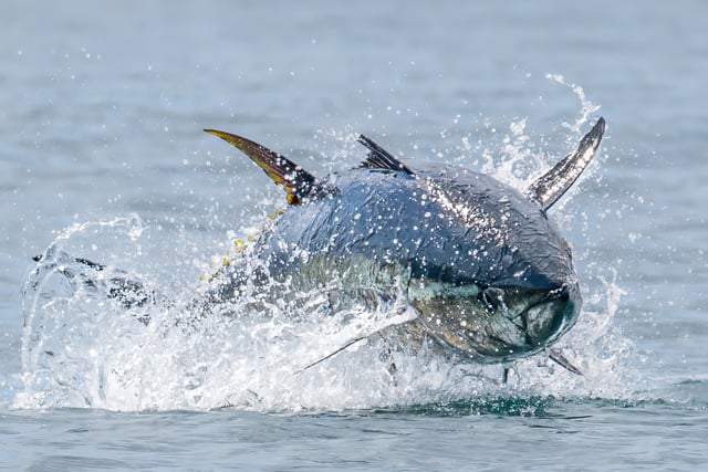 Cornish photographer captures 'world's most expensive fish'