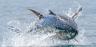 Cornish photographer captures 'world's most expensive fish'