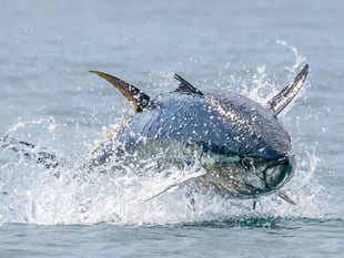 Cornish photographer captures 'world's most expensive fish'