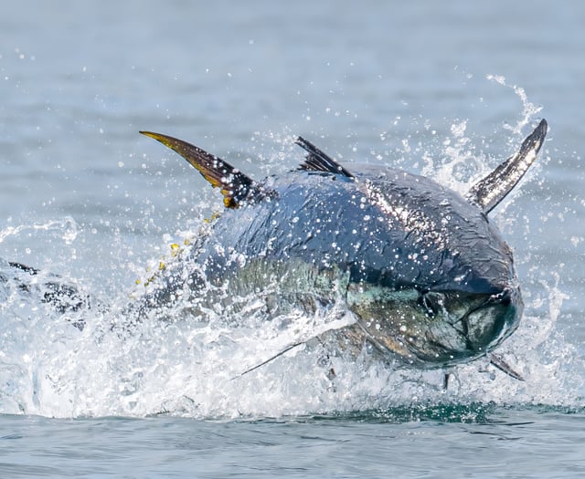 Cornish photographer captures 'world's most expensive fish'
