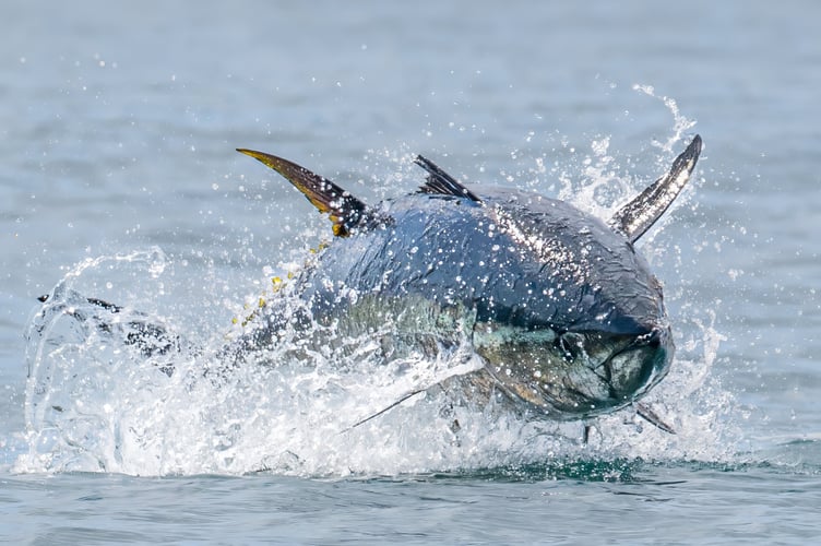 These stunning photos show the 'world's most expensive fish' leaping off UK waters. Wildlife photographer Ross Wheeler, 37, caught the bluefin tuna breaching the surface as they hunted prey off the coast of Penzance in Cornwall. He described the fish - which can grow up to four metres long - as "the size of dolphins," and described how the school chased their prey towards the rocky coastline before going in for the kill. "I was on a marine tour just out of Penzance, just off the south coast of Cornwall," said Ross.