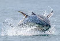 Cornish photographer captures 'world's most expensive fish' off Penzance coast