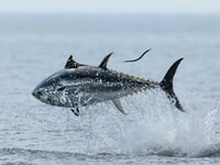 Anglers urged to let fish off the hook with rubbish fishing
