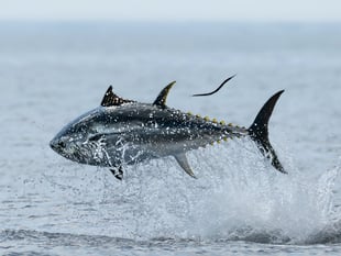 Anglers urged to let fish off the hook with rubbish fishing
