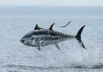 Anglers urged to let fish off the hook with rubbish fishing