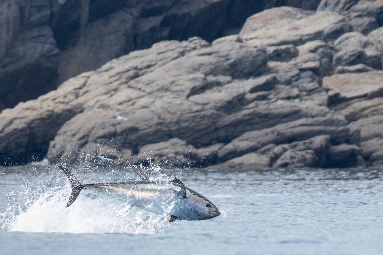 These stunning photos show the 'world's most expensive fish' leaping off UK waters. Wildlife photographer Ross Wheeler, 37, caught the bluefin tuna breaching the surface as they hunted prey off the coast of Penzance in Cornwall. He described the fish - which can grow up to four metres long - as "the size of dolphins," and described how the school chased their prey towards the rocky coastline before going in for the kill. "I was on a marine tour just out of Penzance, just off the south coast of Cornwall," said Ross.