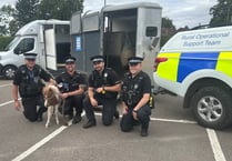Foal stolen from Truro farm has returned home after being found