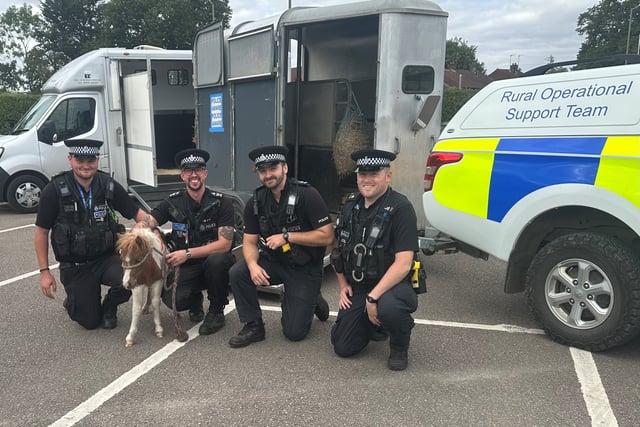 Foal stolen from Truro farm has returned home after being found