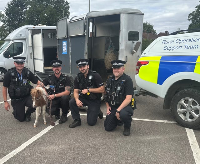 Foal stolen from Truro farm has returned home after being found