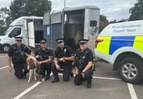 Foal stolen from Truro farm has returned home after being found