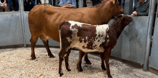 Truro Livestock Market Report: Wednesday, August 27