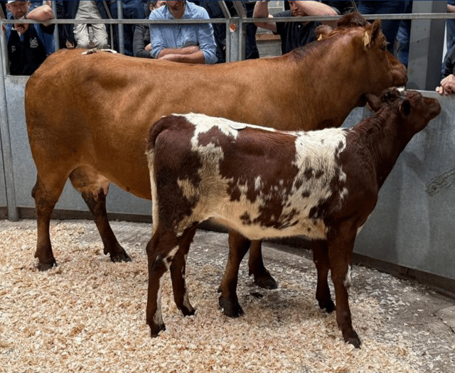Truro Livestock Market Report: Wednesday, August 27