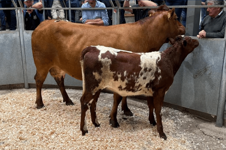 Limousin cow & calf to £2800 for Mr A J Jelbert of Mitchell.