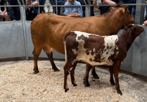 Truro Livestock Market Report: Wednesday, August 27