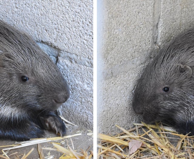 Porfell’s stolen porcupines are safely returned