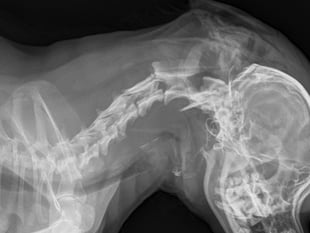 Man who killed pet chihuahua with a head blow given jail time and ban