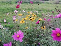 Hands on gardening days open for volunteers