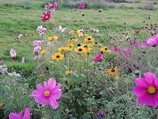 Hands on gardening days open for volunteers