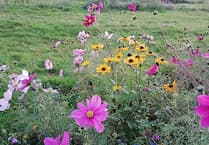 Hands on gardening days open for volunteers