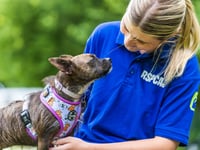 Rising tide of animal neglect pushes charities to breaking point  