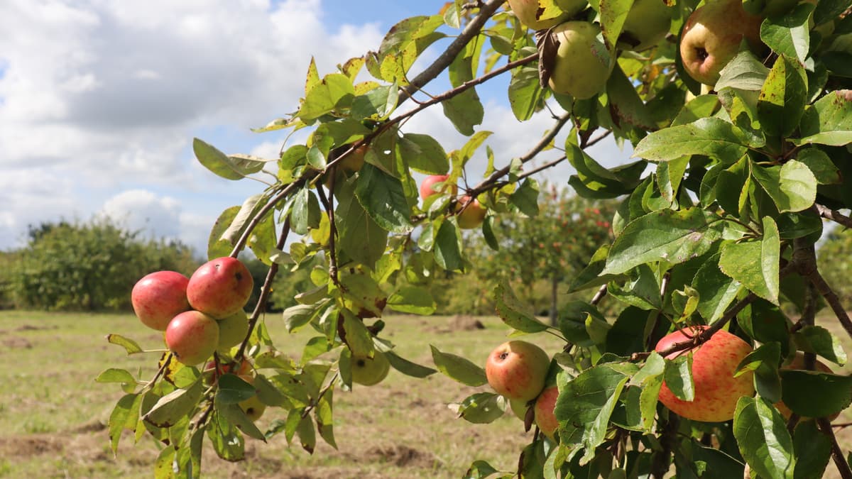 Bumper Crop at Cotehele Orchards Defies Scorching Summer | Voicenew...