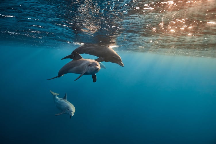 Dolphins are protected from disturbance under the law. (Picture: Devon and Cornwall Police)