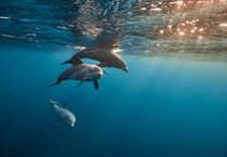 Jet-ski user issued with warning after disturbing dolphins in St Austell Bay