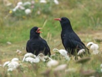 Conservation success for the Cornish Chough