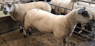 Truro Livestock Market Report: Wednesday, September 3