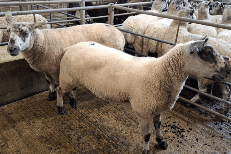Texel x mule to £225.00 for Mr C Elkins of Bodmin.