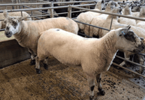 Truro Livestock Market Report: Wednesday, September 3
