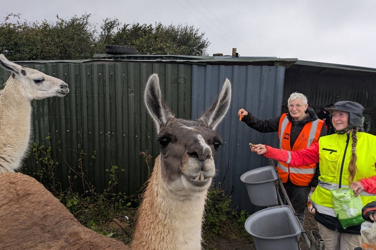 (L-R) CHAT supporter Bernice Seviour feeds the llamas with Mary Harvey who runs the charity (Picture: Warren Wilkins