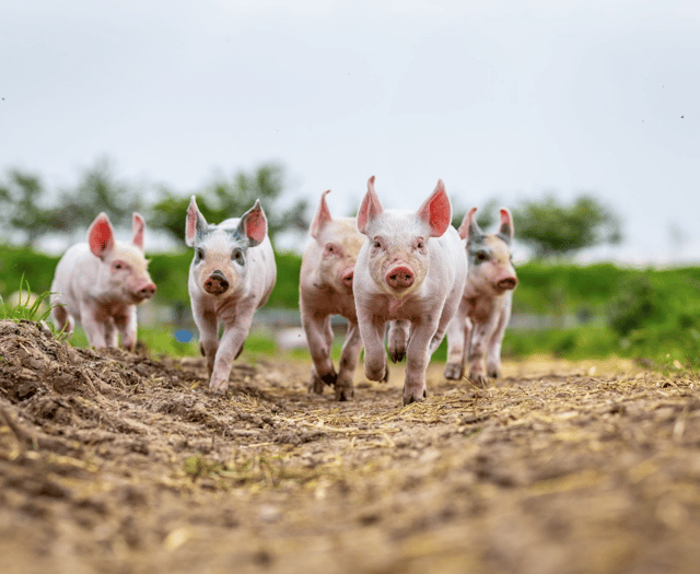 South West shoppers opt to pay more for products with higher-welfare