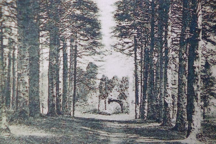 Barrie says of this photograph: “A very early photo of Restormel Castle. This was taken many years ago when the castle was overgrown with ivy and surrounded by trees right up to its entrance.  “This was all cleared when it was decided to save it and clean it all up so that the public could view it before it deteriated to a pile of rubble.”