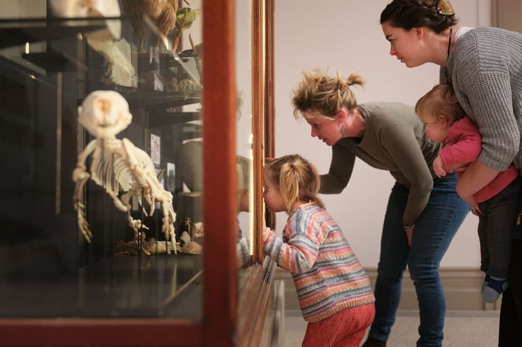 Families examine Augusta the Seal at Cornwall Museum and Art Gallery