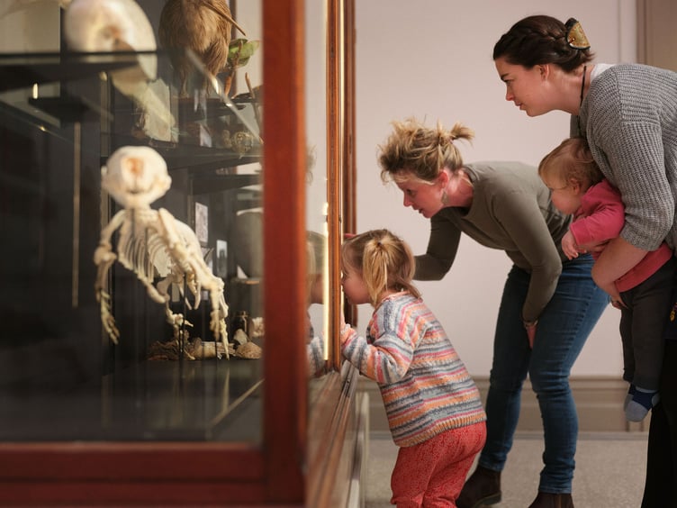 Families examine Augusta the Seal at Cornwall Museum and Art Gallery