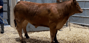 Truro Livestock Market Report: Wednesday, September 10
