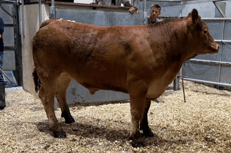 Limousin x to 408p (627kg) for Mrs J Julian of Summercourt, Newquay.