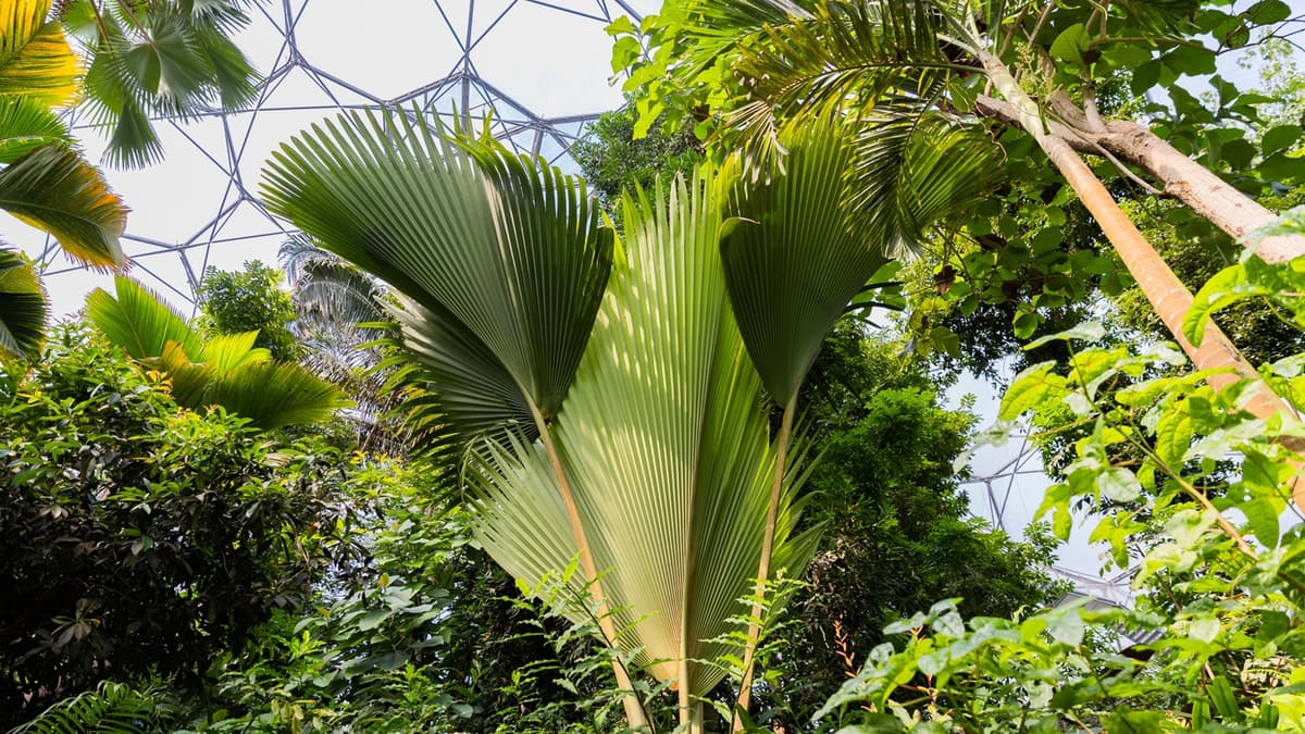 Tree That Can Live for 800 Years Produces Enormous Leaf in Cornwall...