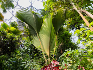 Tree that can live for 800 years produces enormous leaf