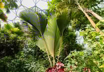 Tree that can live for 800 years produces enormous leaf in Cornwall