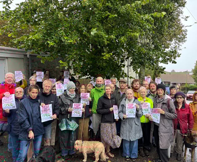 Councillor silenced in chamber over infamous Falmouth trees