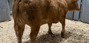 Truro Livestock Market Report: Wednesday, September 17