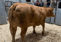 Truro Livestock Market Report: Wednesday, September 17
