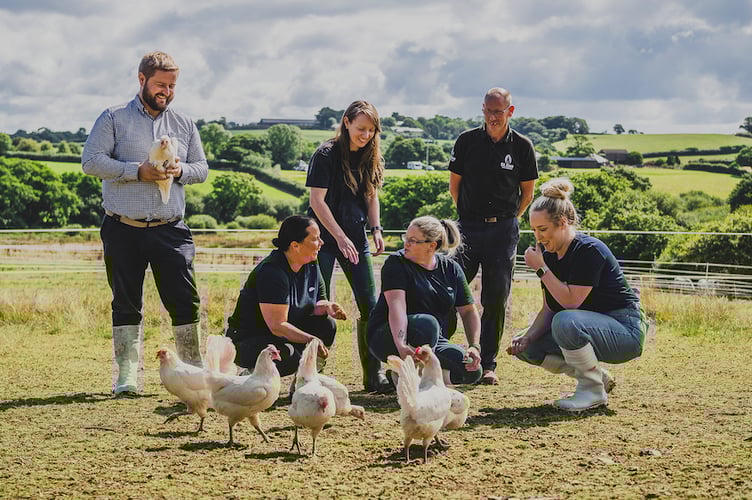 St Ewe says it ensures its hens have the freedom to roam and forage.