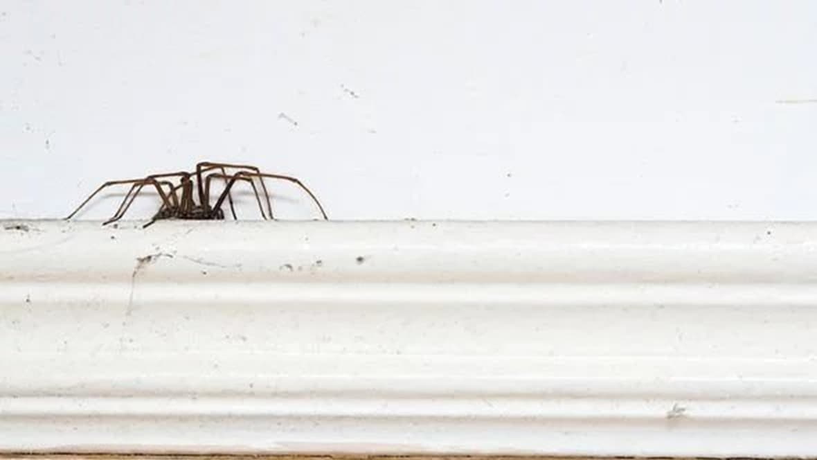 All You Need to Know About 'spider Season' With Millions of Arachni...