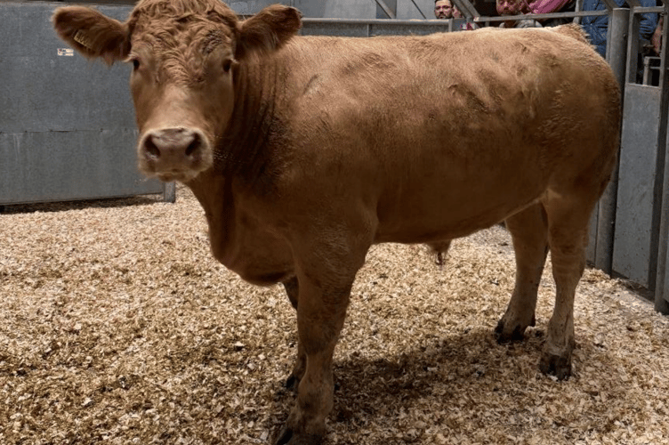 “Super bullocks from Maxco Farms of St Allen”.