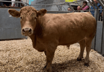Truro Livestock Market Report: Wednesday, September 24