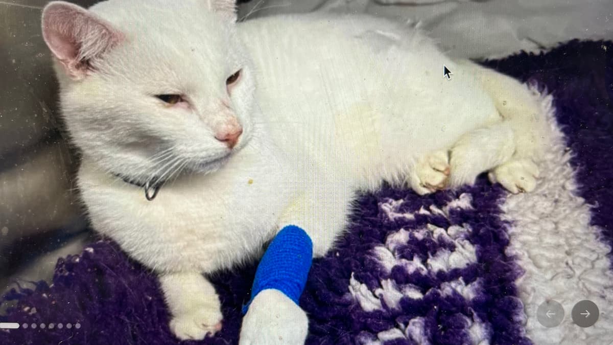 Injured Cat Fundraiser: Help Sanza Recover After Hit-and-run | Voic...
